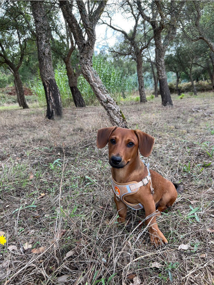 Cork Dog Harness & Leash Set For Small Dogs