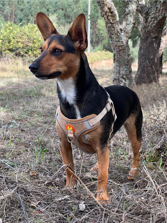 Cork Dog Harness & Leash Set For Small Dogs