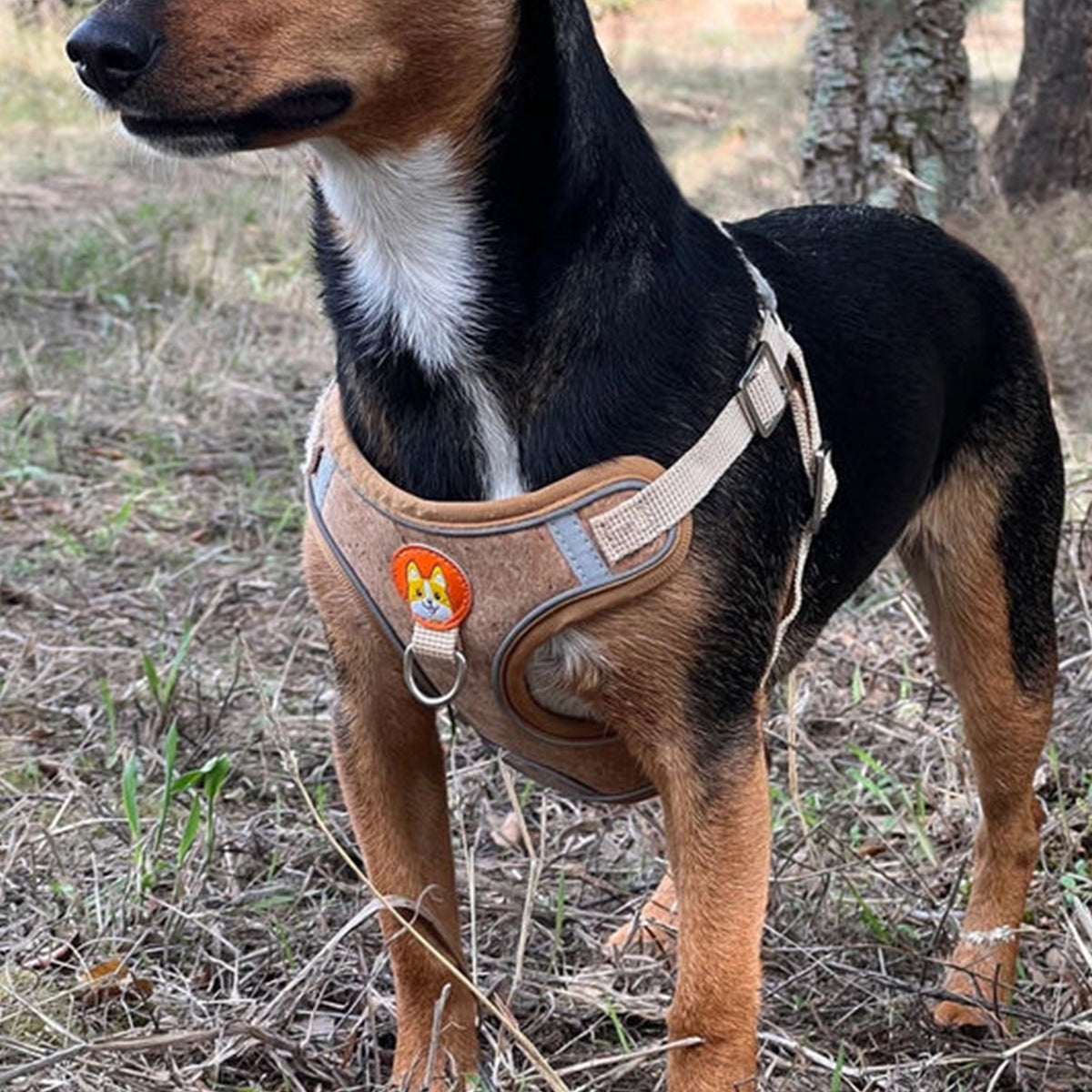 Cork Dog Harness & Leash Set For Small Dogs