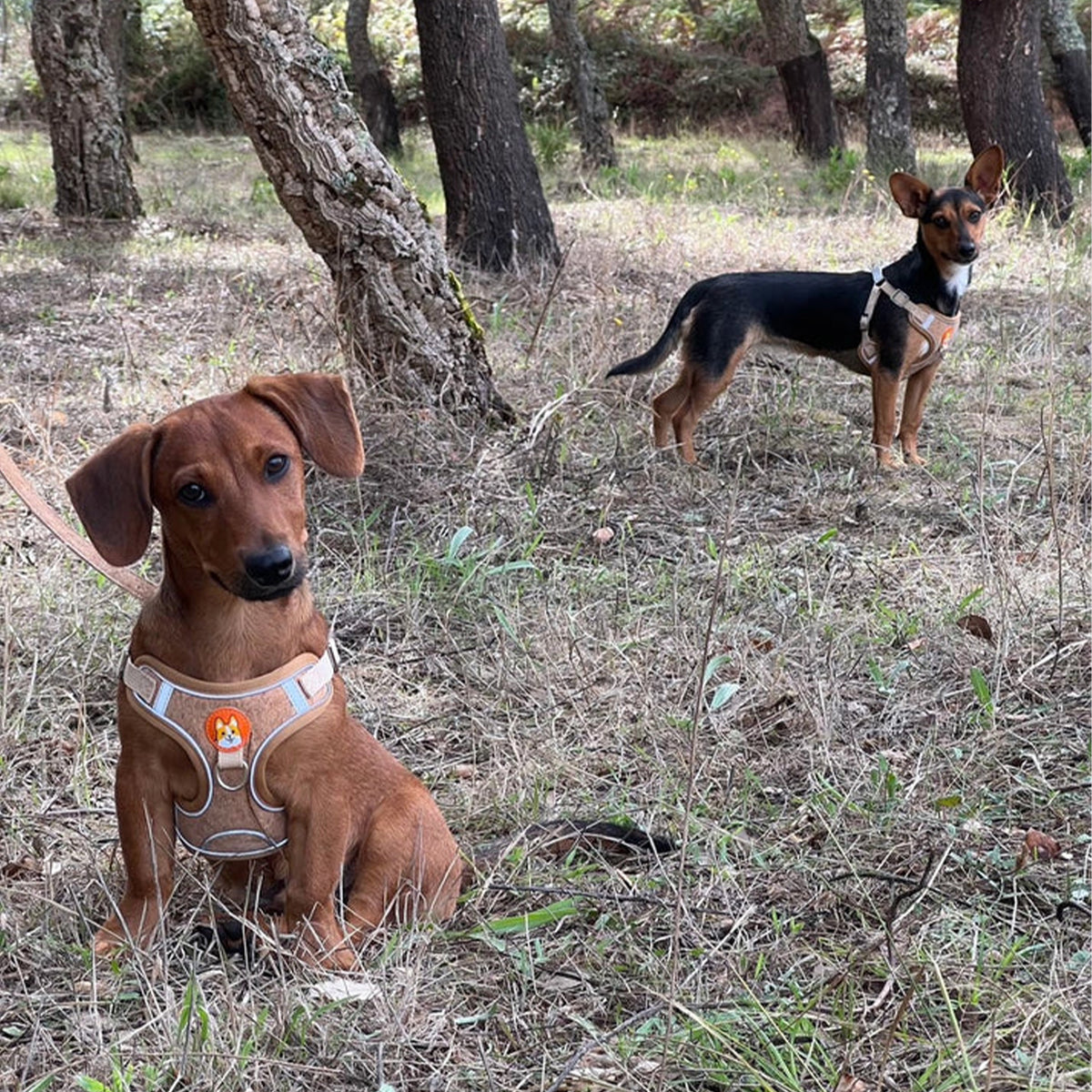 Cork Dog Harness & Leash Set For Small Dogs